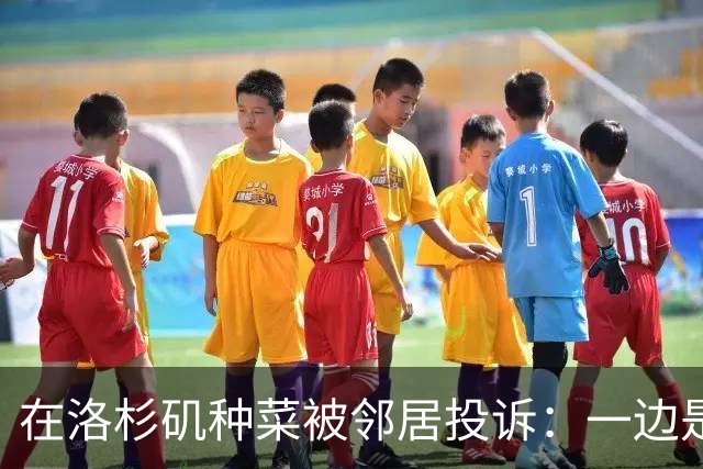 在洛杉矶种菜被邻居投诉：一边是中国人的乡愁，一边是美国人的规矩