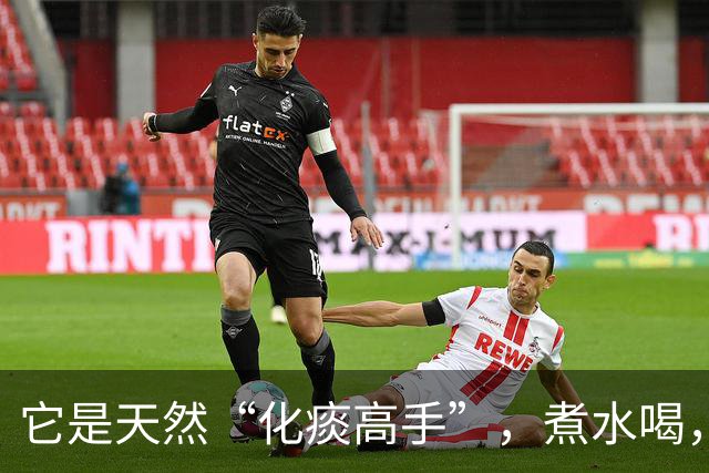 它是天然“化痰高手”，煮水喝，排出深层老痰，痰湿体质不要错过